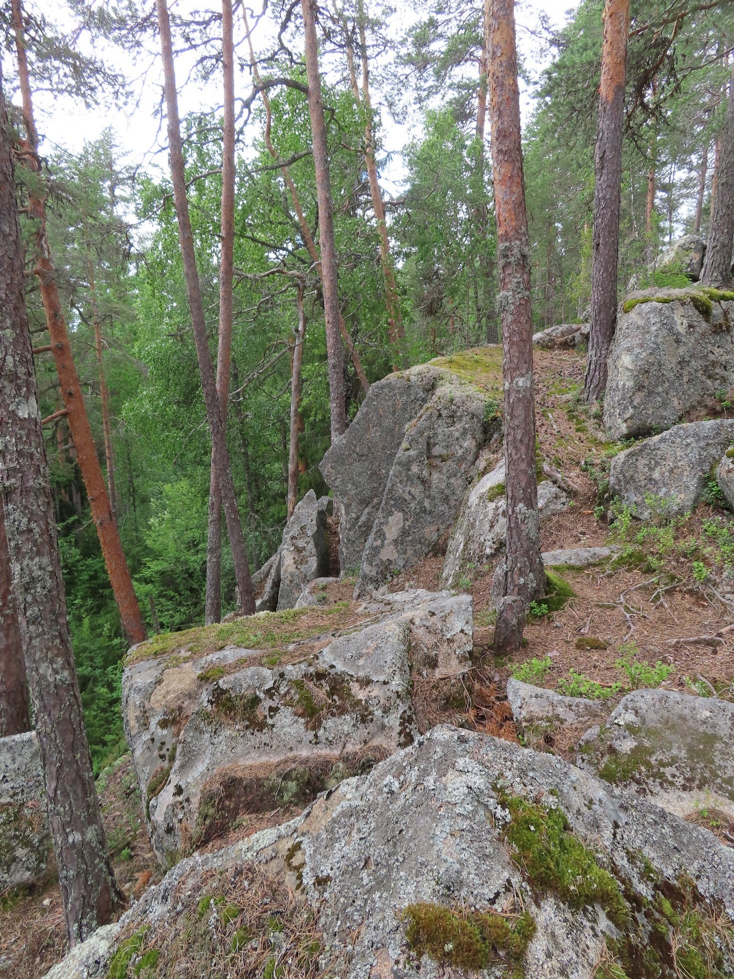 Linnavuori kuva 1 2025.jpeg