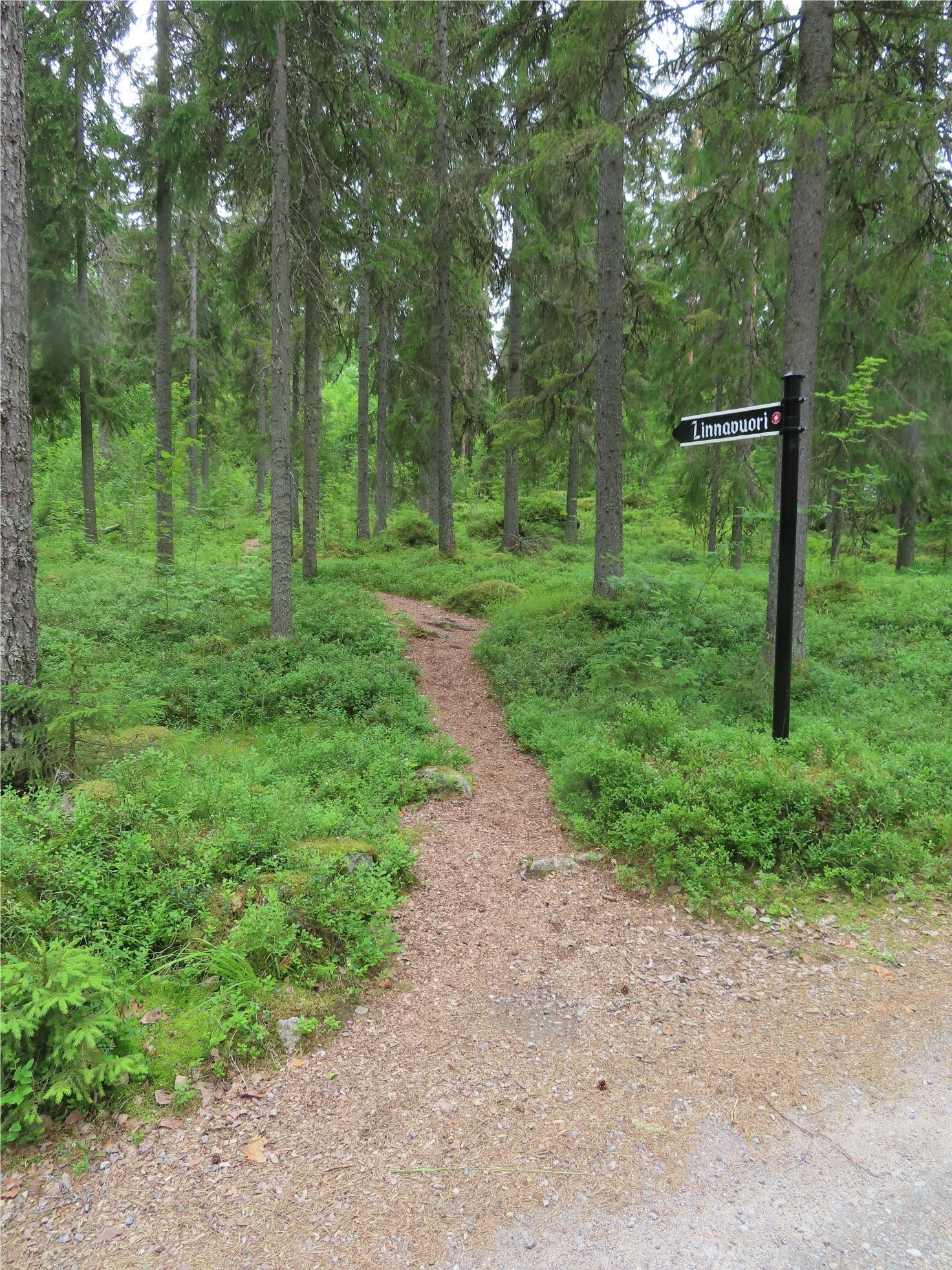 Linnavuori kuva 2 2025.jpeg